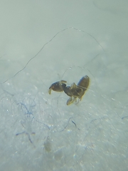 Tapinoma melanocephalum