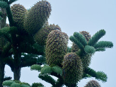 Abies procera