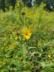 Helianthus hirsutus