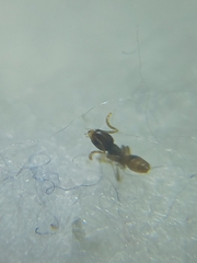 Tapinoma melanocephalum
