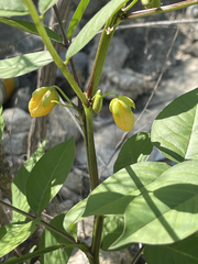 Senna occidentalis
