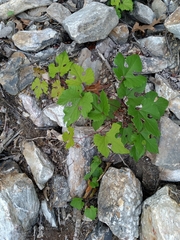 Vitis aestivalis