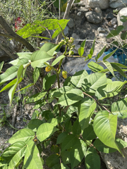 Senna occidentalis