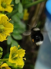 Bombus funebris