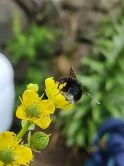 Bombus funebris