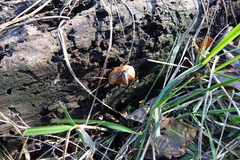 Pluteus