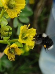 Bombus funebris
