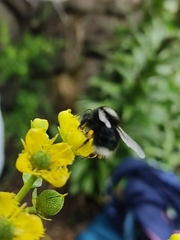 Bombus funebris