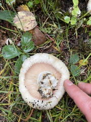 Lactarius torminosus