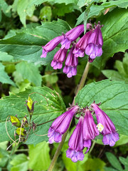 Penstemon serrulatus