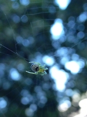 Bijoaraneus mitificus