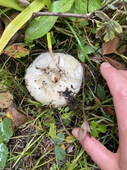 Lactarius torminosus