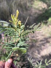 Acacia irrorata