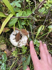 Lactarius torminosus