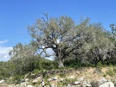 Quercus brandegeei