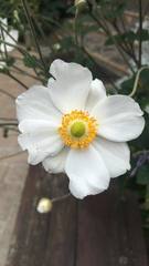 Eriocapitella × hybrida