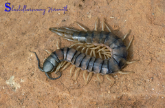 Scolopendridae