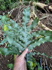 Phlebodium aureum