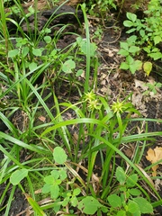 Carex grayi
