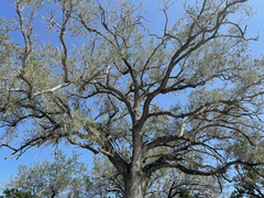 Quercus brandegeei