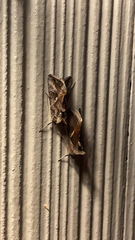 Anagrapha falcifera