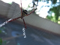 Argiope anasuja