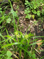 Carex grayi