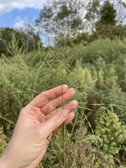 Panicum dichotomiflorum