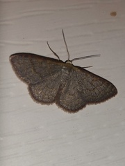 Leptostales pannaria