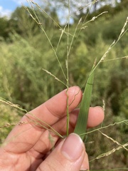 Panicum dichotomiflorum