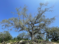 Quercus brandegeei