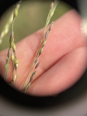 Panicum dichotomiflorum