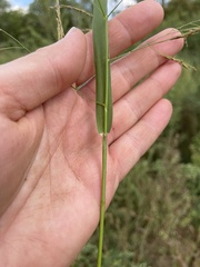 Panicum dichotomiflorum