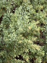 Atriplex lentiformis