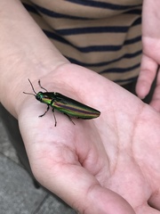 Chrysochroa fulgidissima
