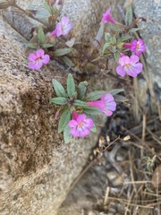 Diplacus torreyi