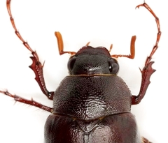 Phyllophaga profunda