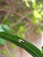 Oplodontha rubrithorax