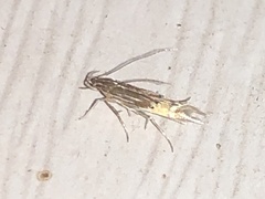 Cosmopterix