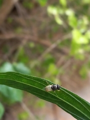 Oplodontha rubrithorax