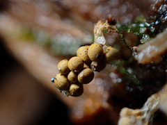 Oligonema verrucosum