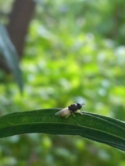 Oplodontha rubrithorax