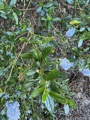 Ceanothus thyrsiflorus