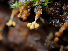 Oligonema verrucosum
