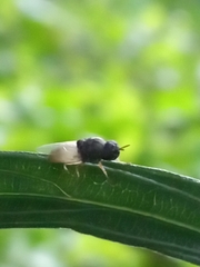 Oplodontha rubrithorax