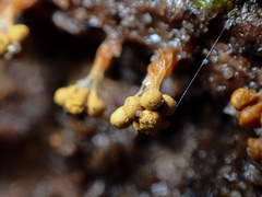 Oligonema verrucosum