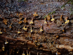Oligonema verrucosum