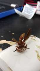 Polistes mexicanus