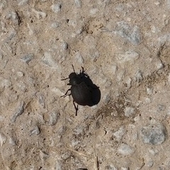 Phymatiotris quadricollis