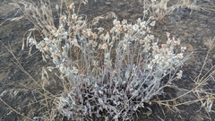Eriogonum niveum